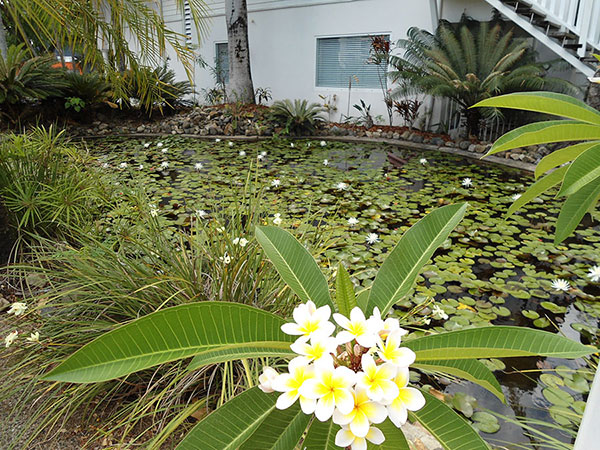 Lily ponds at Mango House Resort